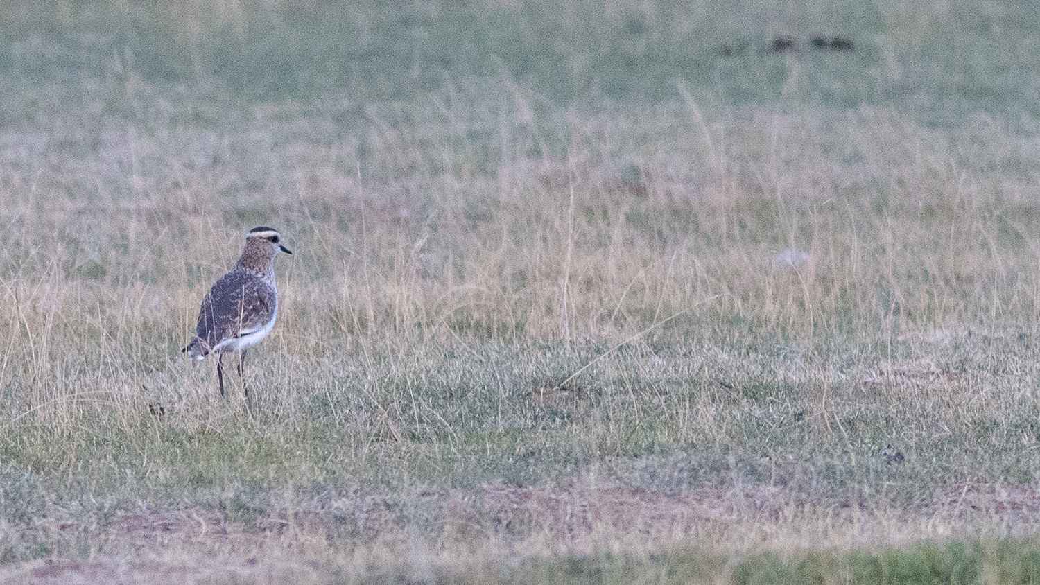 Sociable Lapwing